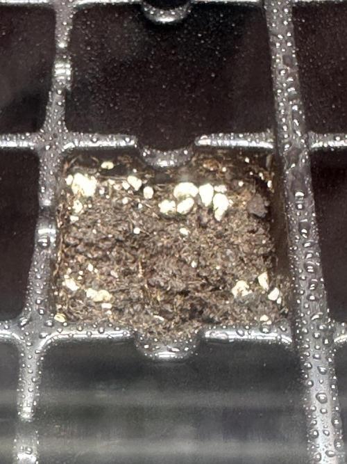Second Grow of Skunk#1. Week 0 - Tag 3