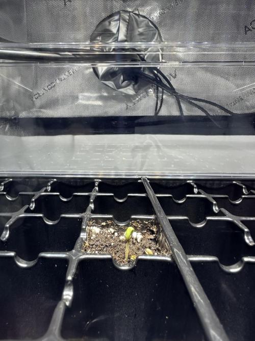 Second Grow of Skunk#1. Week 0 - Tag 4