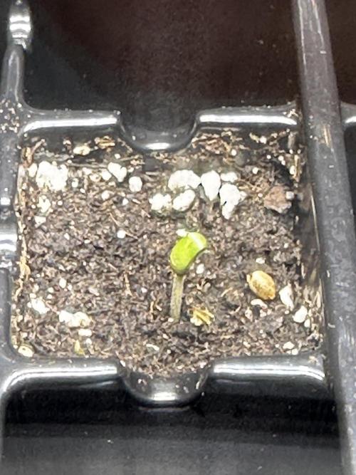 Second Grow of Skunk#1. Week 0 - Tag 4