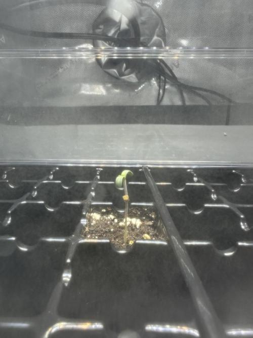Second Grow of Skunk#1. Week 0 - Tag 5