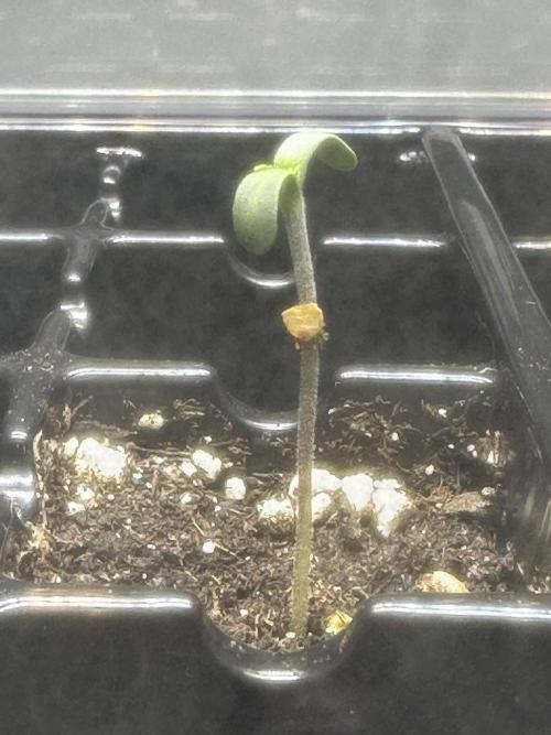 Second Grow of Skunk#1. Week 0 - Tag 5