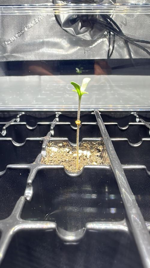 Second Grow of Skunk#1. Week 1 - Tag 6