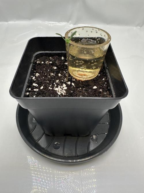 Second Grow of Skunk#1. Week 1 - Tag 6
