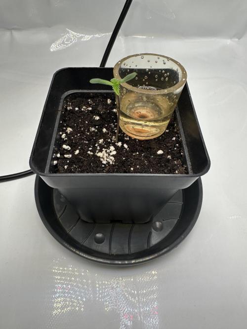 Second Grow of Skunk#1. Week 1 - Tag 7