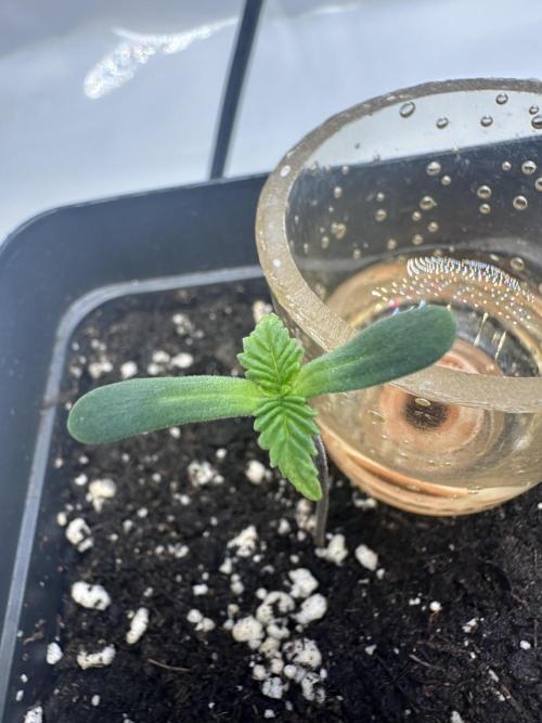 Second Grow of Skunk#1. Week 1 - Tag 7