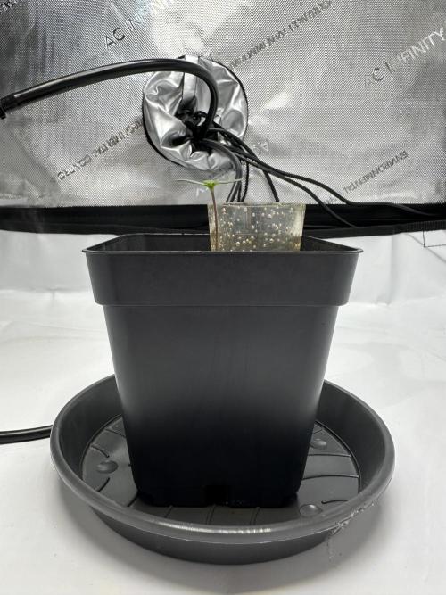Second Grow of Skunk#1. Week 1 - Tag 8
