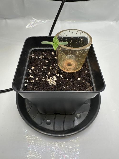 Second Grow of Skunk#1. Week 1 - Tag 8