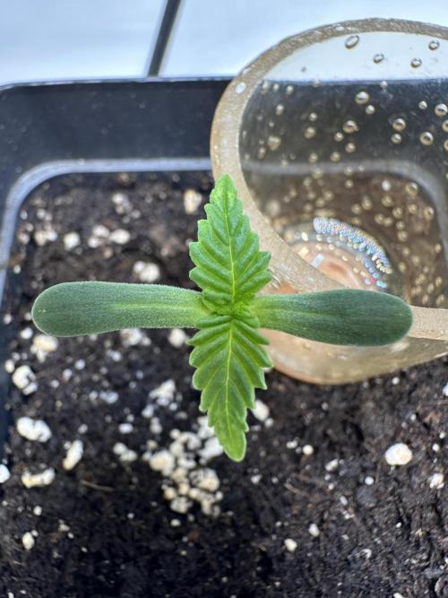 Second Grow of Skunk#1. Week 1 - Tag 8
