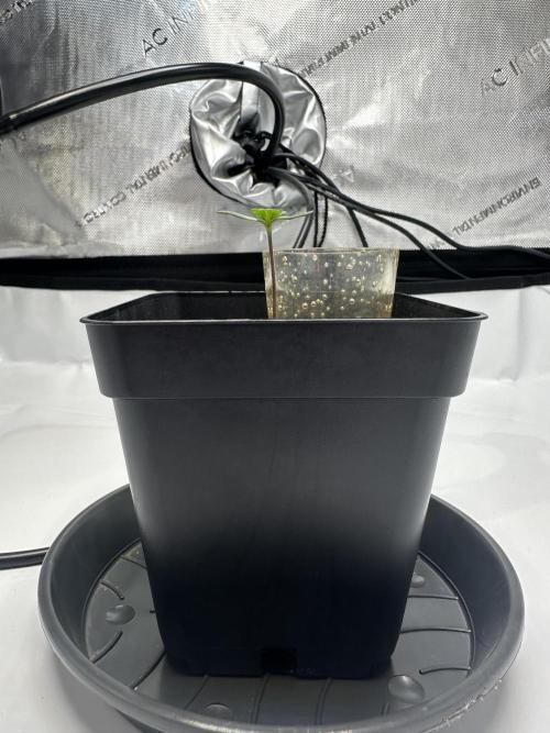 Second Grow of Skunk#1. Week 1 - Tag 9
