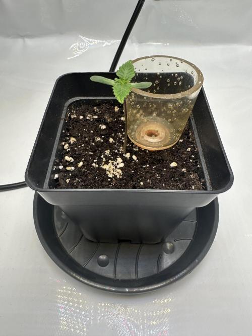 Second Grow of Skunk#1. Week 1 - Tag 9