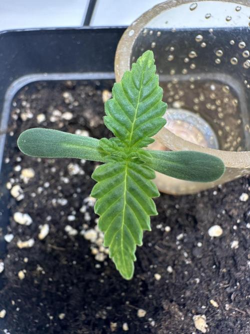 Second Grow of Skunk#1. Week 1 - Tag 9