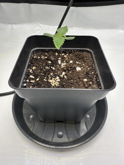 Second Grow of Skunk#1. Week 1 - Tag 10