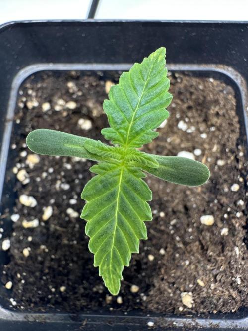 Second Grow of Skunk#1. Week 1 - Tag 10