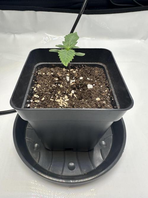 Second Grow of Skunk#1. Week 1 - Tag 11