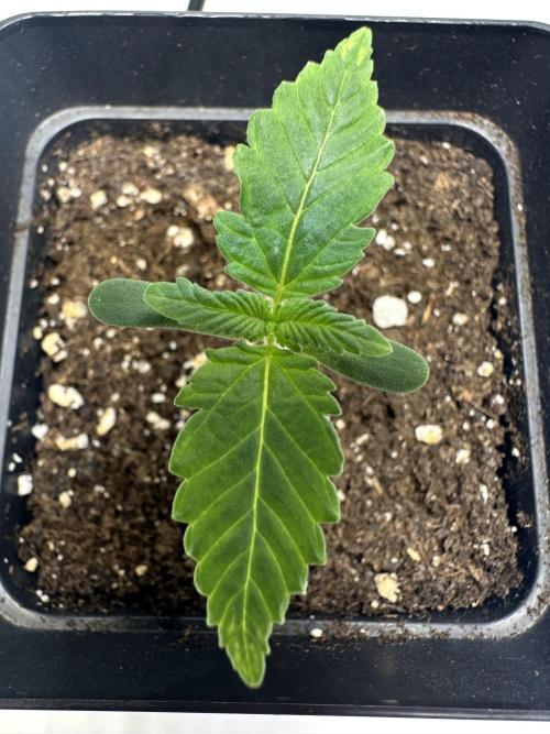 Second Grow of Skunk#1. Week 1 - Tag 11