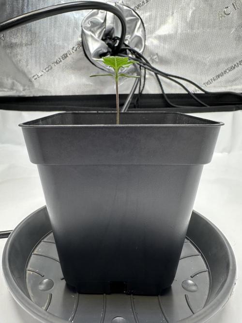 Second Grow of Skunk#1. Week 1 - Tag 12