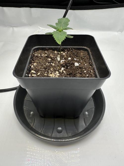 Second Grow of Skunk#1. Week 1 - Tag 12