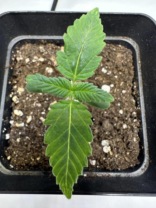 Second Grow of Skunk#1. Week 1 - Tag 12