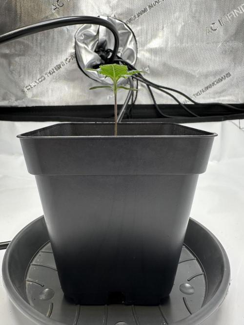 Second Grow of Skunk#1. Week 2 - Tag 13