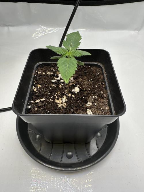 Second Grow of Skunk#1. Week 2 - Tag 13
