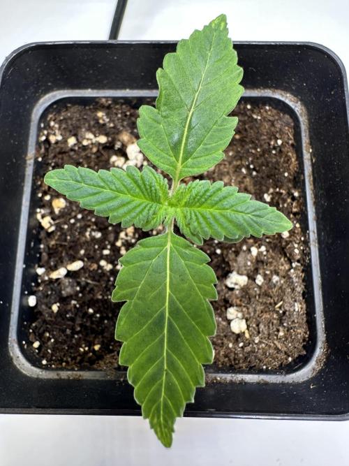 Second Grow of Skunk#1. Week 2 - Tag 13