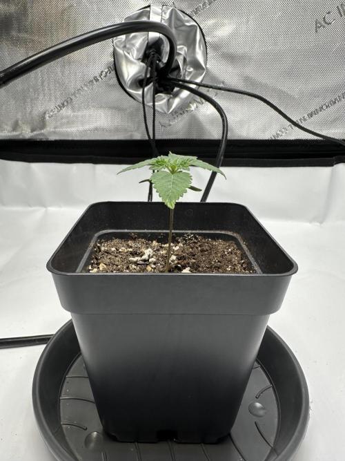 Second Grow of Skunk#1. Week 2 - Tag 14