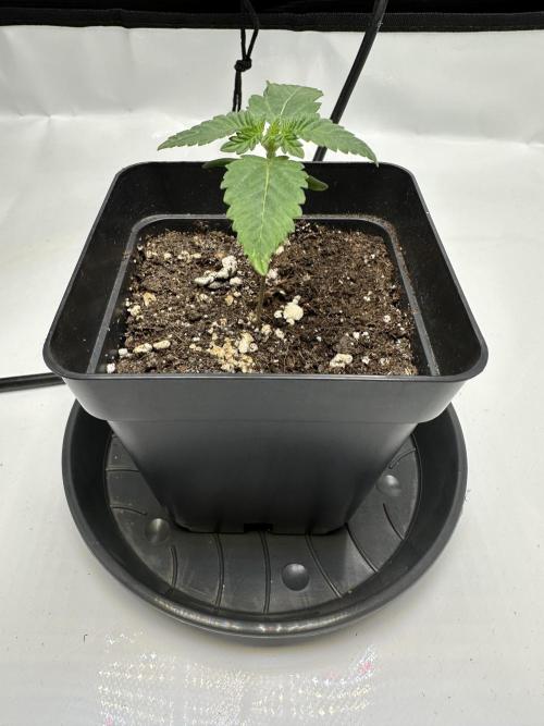 Second Grow of Skunk#1. Week 2 - Tag 14