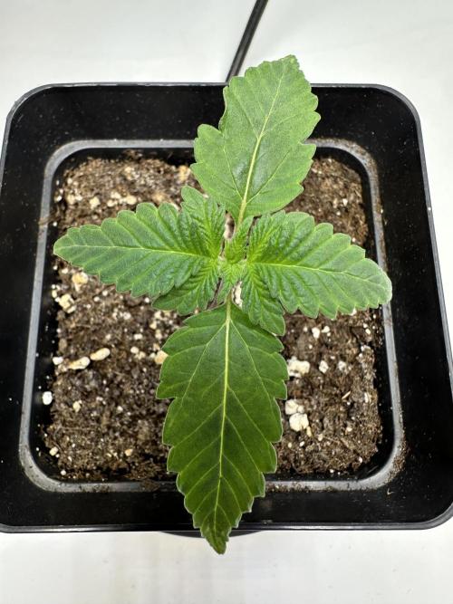 Second Grow of Skunk#1. Week 2 - Tag 14