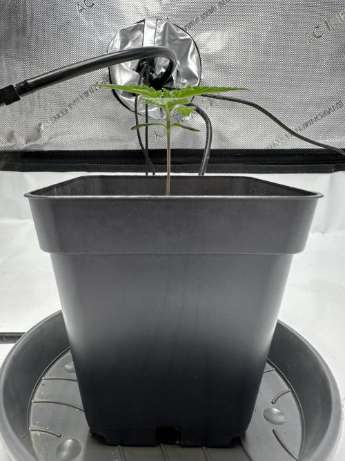 Second Grow of Skunk#1. Week 2 - Tag 15