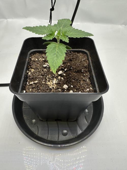 Second Grow of Skunk#1. Week 2 - Tag 15