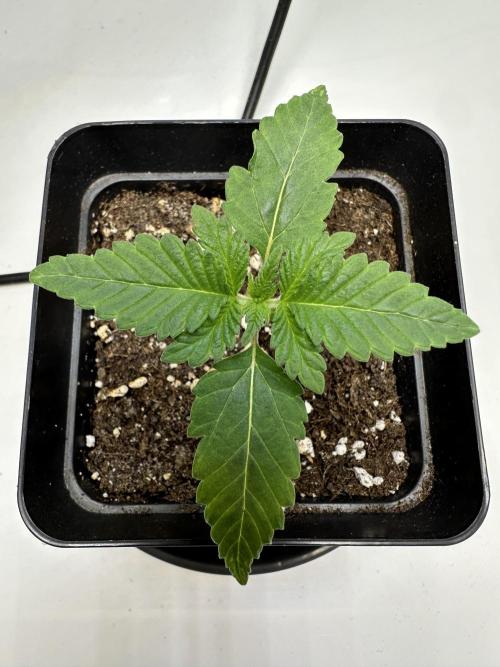 Second Grow of Skunk#1. Week 2 - Tag 15
