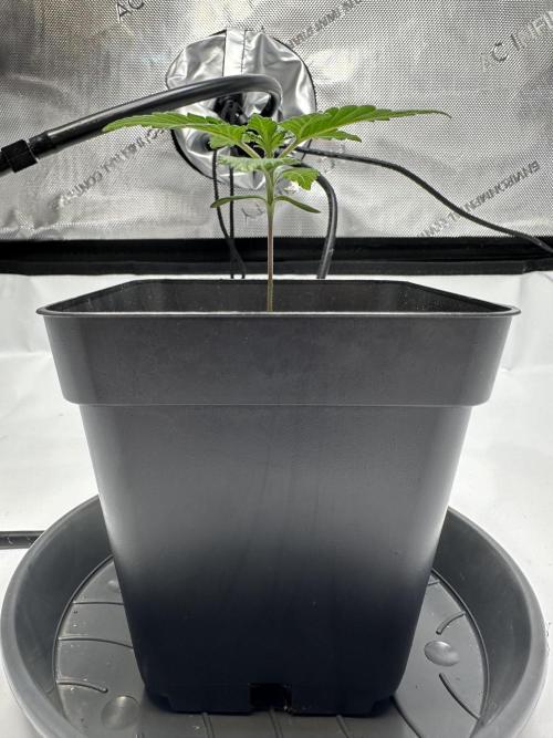 Second Grow of Skunk#1. Week 2 - Tag 17