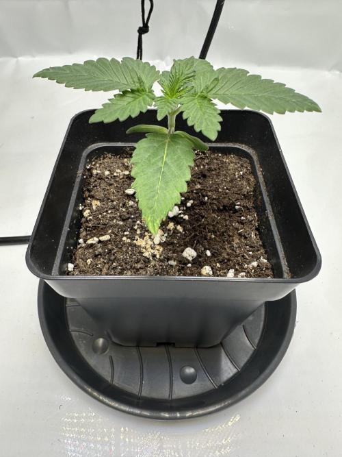 Second Grow of Skunk#1. Week 2 - Tag 17