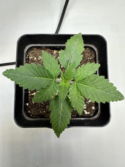 Second Grow of Skunk#1. Week 2 - Tag 17