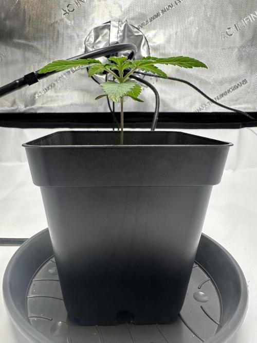 Second Grow of Skunk#1. Week 2 - Tag 18