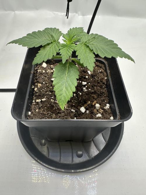 Second Grow of Skunk#1. Week 2 - Tag 18