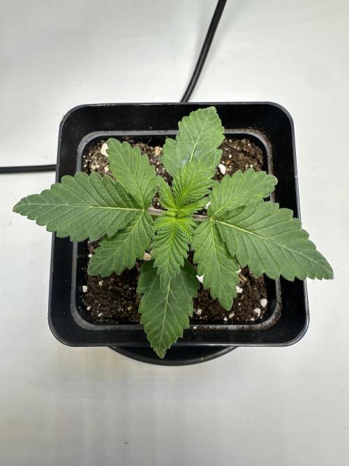 Second Grow of Skunk#1. Week 2 - Tag 18