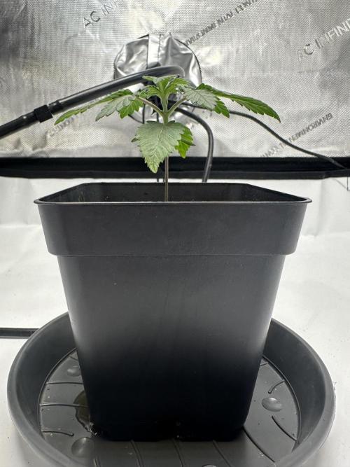 Second Grow of Skunk#1. Week 2 - Tag 19