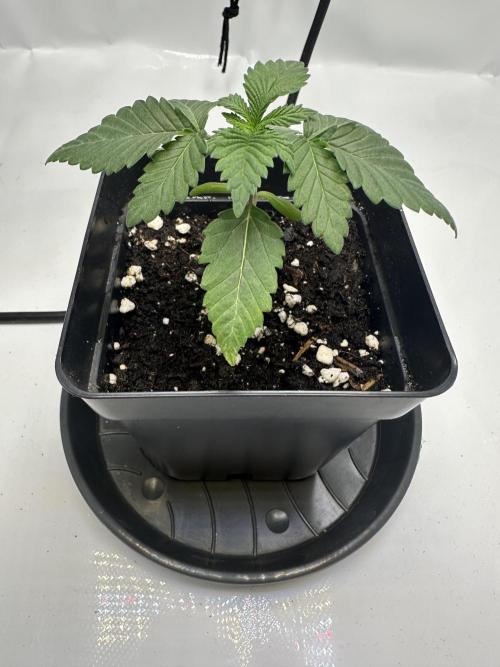 Second Grow of Skunk#1. Week 2 - Tag 19