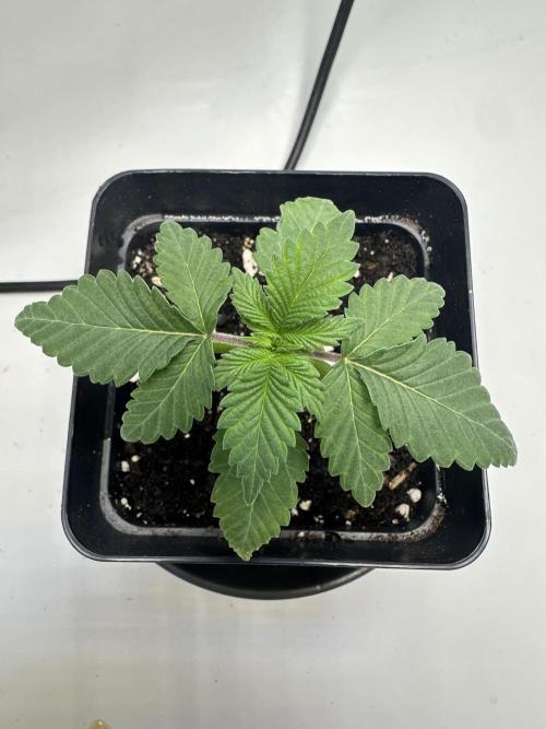 Second Grow of Skunk#1. Week 2 - Tag 19
