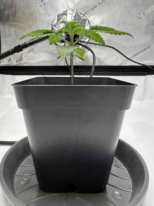 Second Grow of Skunk#1. Week 3 - Tag 20