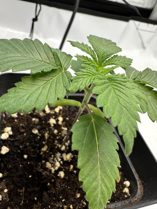 Second Grow of Skunk#1. Week 3 - Tag 20