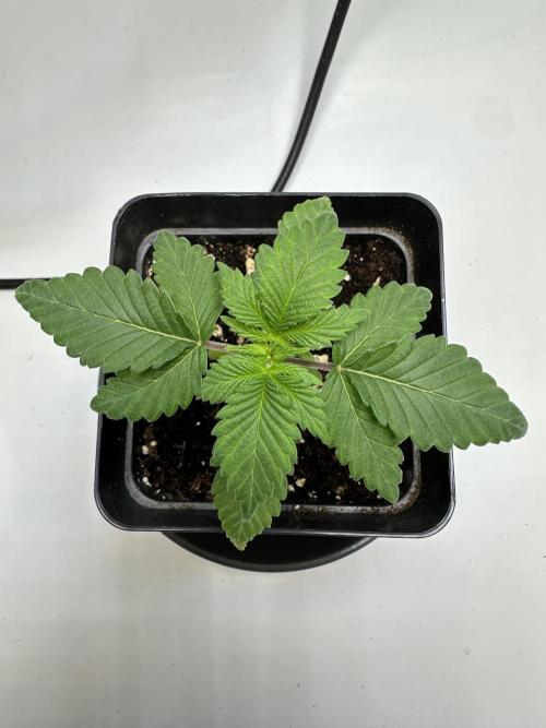 Skunk #1 Fem. Week 3