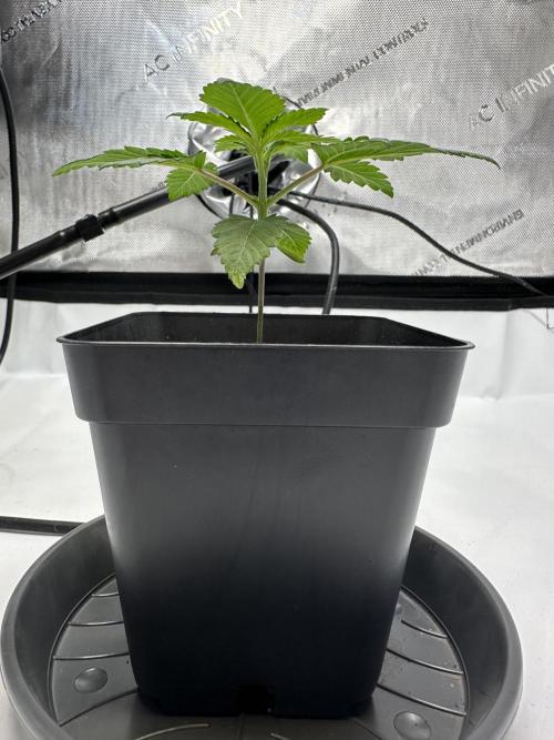 Second Grow of Skunk#1. Week 3 - Tag 21