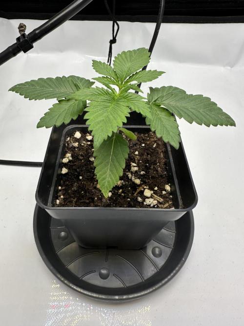 Second Grow of Skunk#1. Week 3 - Tag 21
