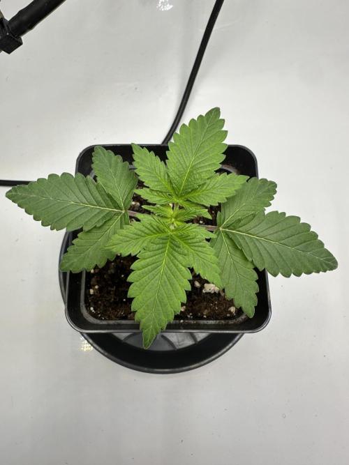 Skunk #1 Fem. Week 3