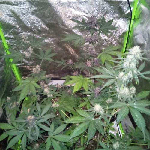 Sweet Seeds Devil Cream Auto grow diary (journal) week8 by d4nn5