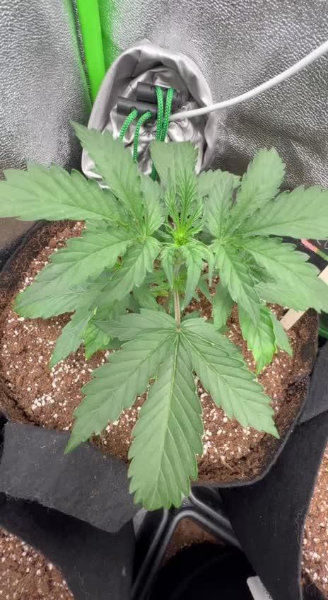 FIRST TIME GROWER!!! "goorilla cookies" (auto)