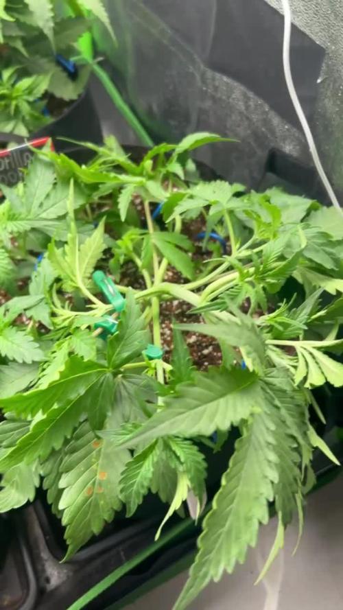 FIRST TIME GROWER!!! "goorilla cookies" (auto)