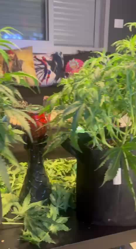 FIRST TIME GROWER!!! "goorilla cookies" (auto)